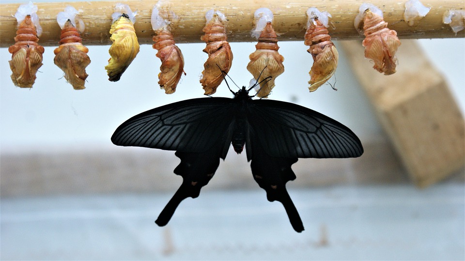 From Caterpillar to Butterfly: The Journey of Personal Transformation